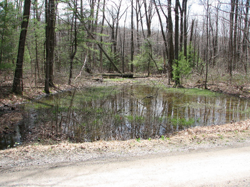 This pool receives run-off directly from a nearby dirt road.  Credit: Betsy Leppo
